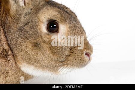 La Normandia il coniglio domestico, adulto contro uno sfondo bianco Foto Stock