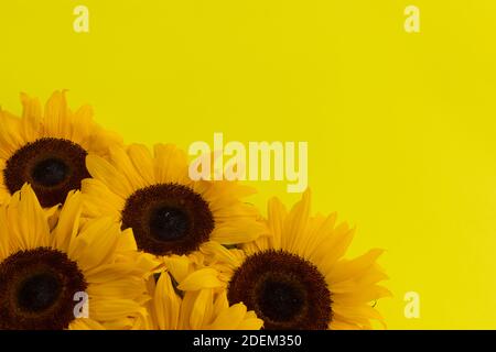 Mazzo di girasoli nell'angolo in basso a sinistra su sfondo giallo Foto Stock