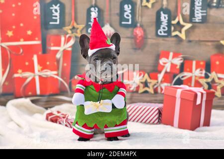 Bulldog francese che indossa divertente costume tradizionale carino elfo di natale Con le braccia che tengono presente e cappello di Santa di fronte sfondo stagionale con g Foto Stock