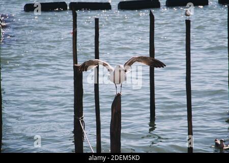 Gabbiano con ali aperte su un tronco di legno tra Acque di Venezia Foto Stock