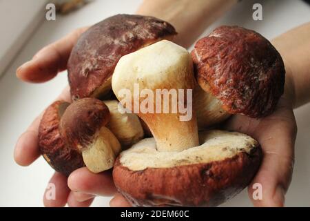 nelle mani delle donne si trovano alcuni funghi di foresta con cappelli marroni e gambe bianche. Foto Stock