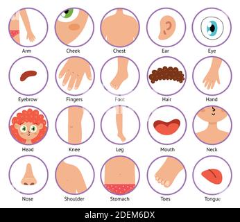 Icone delle parti del corpo in stile cartoon. Raccolta degli elementi del corpo umano Illustrazione Vettoriale
