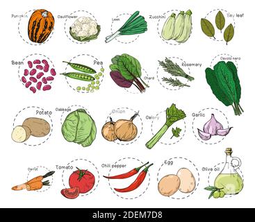 Schizzo di verdure diverse. Adesivi per ricette. Insieme di verdure isolate su sfondo bianco. Vettore Illustrazione Vettoriale