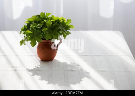 foglie di geranio in un vaso di argilla su una tovaglia bianca contro una finestra luminosa - belle ombre e riflessi Foto Stock