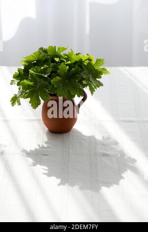 foglie di geranio in un vaso di argilla su una tovaglia bianca contro una finestra luminosa - belle ombre e riflessi Foto Stock