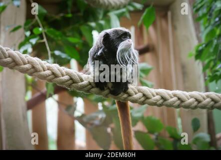 Scimmia allo zoo di Berlino Foto Stock