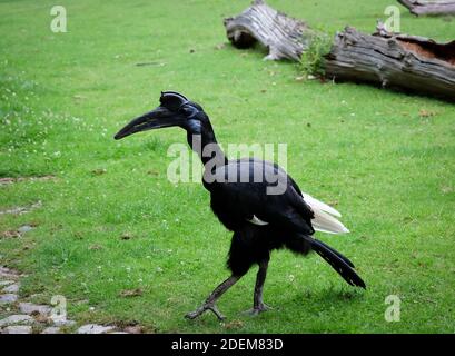 Abissinian Ground Hornbill foto d'azione Foto Stock