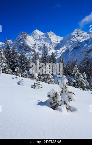 Geografia / viaggio, Svizzera, Blueemlisalp Rothorn, Blueemlisalphorn, Oeschinenhorn, Bernese Alp, Additional-Rights-Clearance-Info-Not-Available Foto Stock