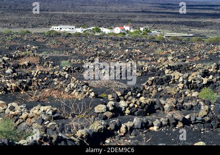 Spagna, Lanzarote, Isole Canarie, pareti protettive fatte di pietre contro il vento per consentire la viticoltura Foto Stock