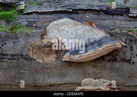 Vista laterale di una cintura rossa conk, nota anche come fomitopsis pinicola o fungo di decadimento dello stelo Foto Stock