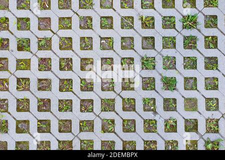 blocco per tappeti erbosi. Rivestimento ecologico - griglia per prato in cemento. Erba germogliata negli intervalli delle lastre di pavimentazione. Vista dall'alto, texture Foto Stock