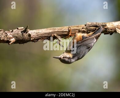 Sitta europaea, nuthatch eurasiatico, aggrappato a testa in giù ad una filiale, Transilvania, Romania Foto Stock