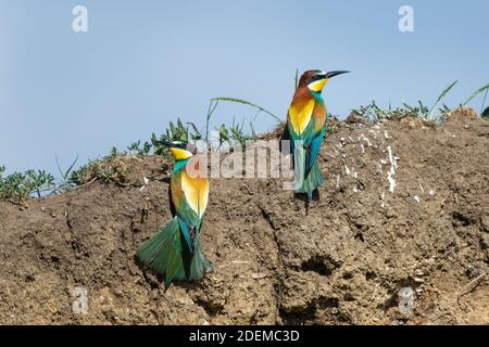 L'ape-mangiatore europeo (apiaster di Merops), corpo colorato, uccello bello Foto Stock