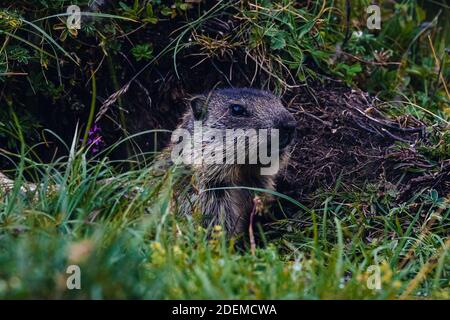 Marmotta (Groundhog) in posizione di allarme su un alp in svizzera Foto Stock