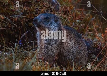 Marmotta (Groundhog) in posizione di allarme su un alp in svizzera Foto Stock