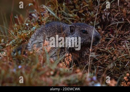 Marmotta (Groundhog) in posizione di allarme su un alp in svizzera Foto Stock