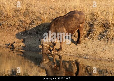Bufalo africano o bufalo di Capo (caffer di Syncerus) acqua potabile, Kruger National Park, Sudafrica Foto Stock