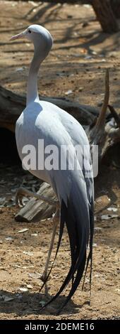 Gru blu (Gris paradissea), Hoedspruit Endangered Species Center, Sudafrica Foto Stock