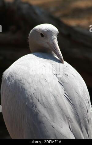 Gru blu (Gris paradissea), Hoedspruit Endangered Species Center, Sudafrica Foto Stock