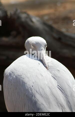 Gru blu (Gris paradissea), Hoedspruit Endangered Species Center, Sudafrica Foto Stock