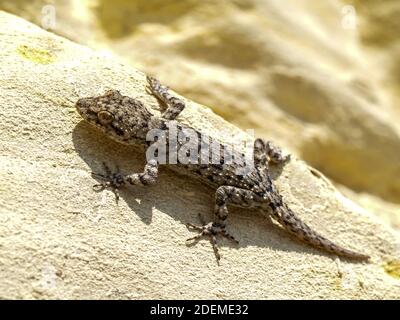 Il geco di Kotschy, Mediodactylus kotschyi in grecia Foto Stock