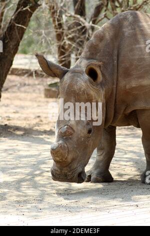 Rinoceronte bianco o rinoceronte quadrato (Ceratotherium simum), Hoedspruit Endangered Species Center, Sudafrica Foto Stock