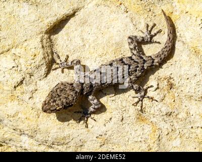 Il geco di Kotschy, Mediodactylus kotschyi in grecia Foto Stock