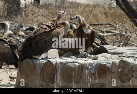 Avvoltoio con cappuccio (Necrosyrtes monachus), Hoedspruit Endangered Species Center, Sudafrica Foto Stock