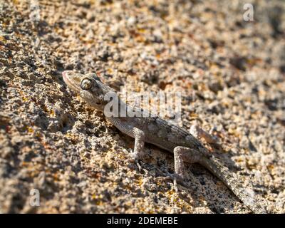 Il geco di Kotschy, Mediodactylus kotschyi in grecia Foto Stock