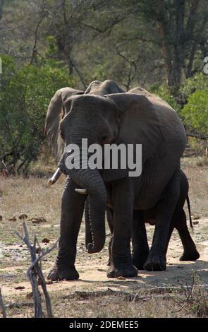 Elefante africano (Loxodonta), Kruger National Park, Sud Africa Foto Stock