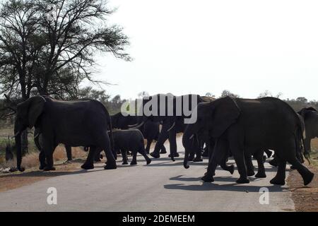 Elefante africano (Loxodonta), Kruger National Park, Sud Africa Foto Stock