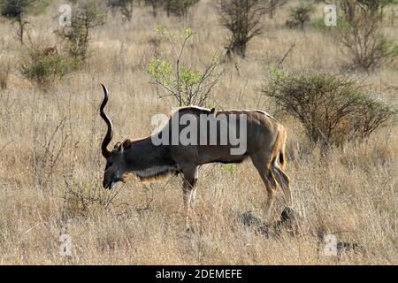 Kudu maggiore (Tragelaphus strepsiceros), Kruger National Park, Sud Africa Foto Stock