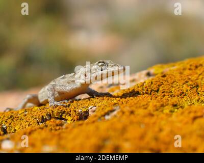 Il geco di Kotschy, Mediodactylus kotschyi in grecia Foto Stock