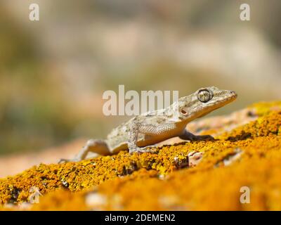 Il geco di Kotschy, Mediodactylus kotschyi in grecia Foto Stock