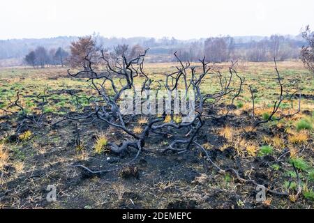 I resti anneriti e carrati di alberi e cespugli in Chobham Common a seguito di incendi di brughiera e di ripresa precoce della ricrescita, Chobham, Surrey Heath, Surrey Foto Stock