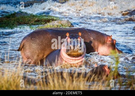 Un piccolo gruppo di ippopotami comuni (Hippopotamus anfibio) nelle acque del fiume Mara, Maasai Mara National Reserve, Kenya Foto Stock