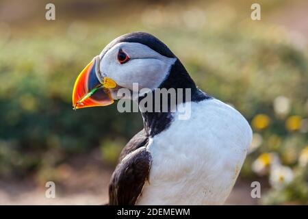 Un Atlantic puffin (Fratercula arctica) porta una striscia di verde rifiuti plastici raccolti per la nidificazione di materiale nella sua tana su Skomer, West Wales Foto Stock