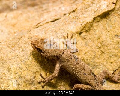 Il geco di Kotschy, Mediodactylus kotschyi in grecia Foto Stock