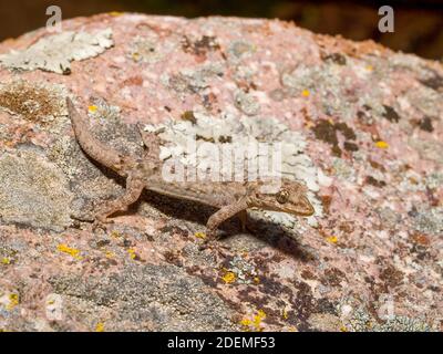 Il geco di Kotschy, Mediodactylus kotschyi in grecia Foto Stock