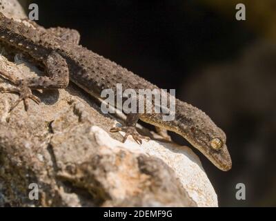 Il geco di Kotschy, Mediodactylus kotschyi in grecia Foto Stock