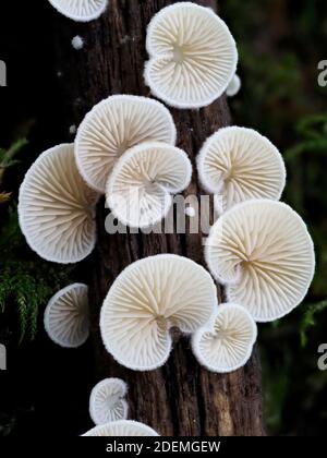 Split Gill Fungus (comune di Schizophyllum) che cresce su ramo, Ashenbank Woodland, Kent UK, antichi boschi Foto Stock