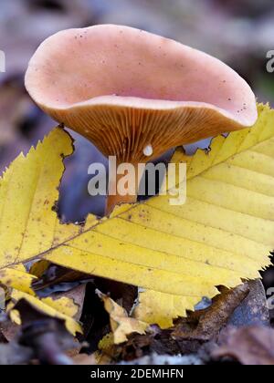 Fungo del cofano rosa (Mycena rosea), Dering Woods, Kent UK, immagine a fuoco sovrapposto Foto Stock