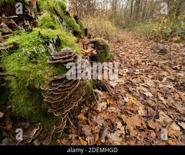 Funghi di coda di tacchino (Trametes versicolor), fungo di polipo comune, Dering Woods, Kent UK, vista grandangolare Foto Stock