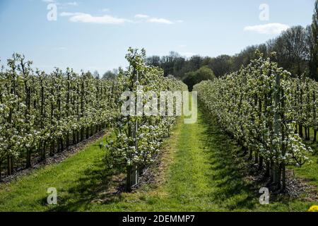 Pirus communis fiorente Foto Stock