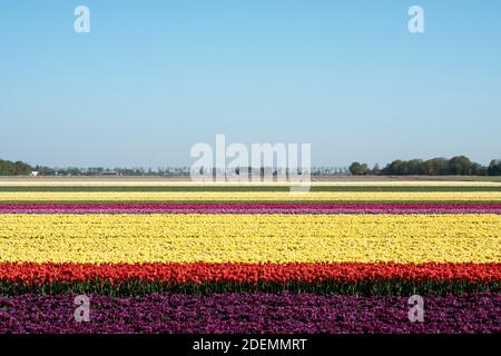 Campi di bulbo nel polder Noordoost nei Paesi Bassi Foto Stock
