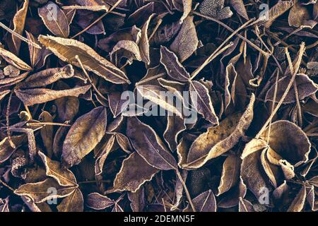 Foglie autunnali cadenti decorative in colori marrone chiaro sul composto mucchio d'inverno Foto Stock