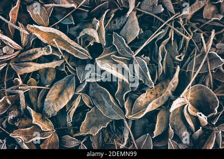 Foglie autunnali cadenti decorative in colori marrone chiaro sul composto mucchio d'inverno Foto Stock