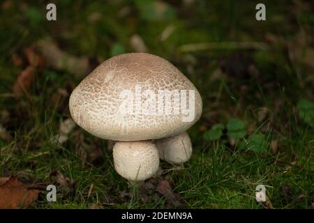 funghi nel mio giardino Foto Stock