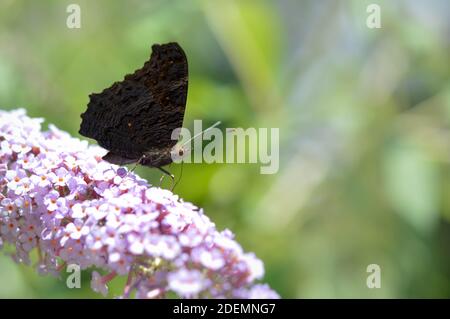 Aglais io, il lato inferiore europeo della farfalla di pavone, le ali chiuse su un fiore rosa da vicino. Marrone farfalla sfondo naturale. Foto Stock