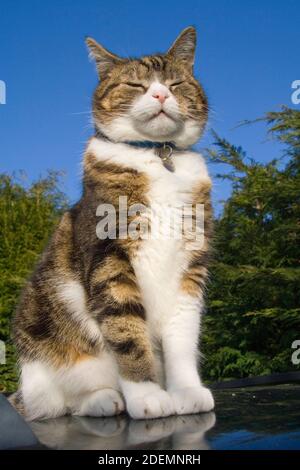 Tabby Kitten che guarda superiore sul tetto sotto il sole contro il cielo blu Foto Stock